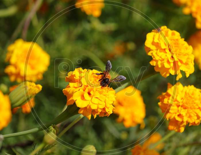 Apis Honey Bee Collecting Pollen On Yellow Marigold Flower In Garden