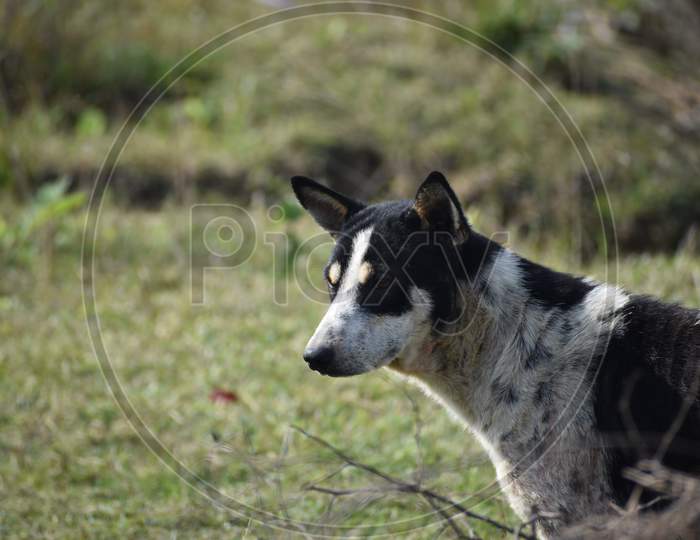 A Black And White Dog Searching For Food