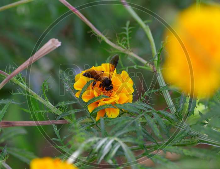 Western Honey Bee Collecting Pollen On Marigold Flowers In Formal Garden
