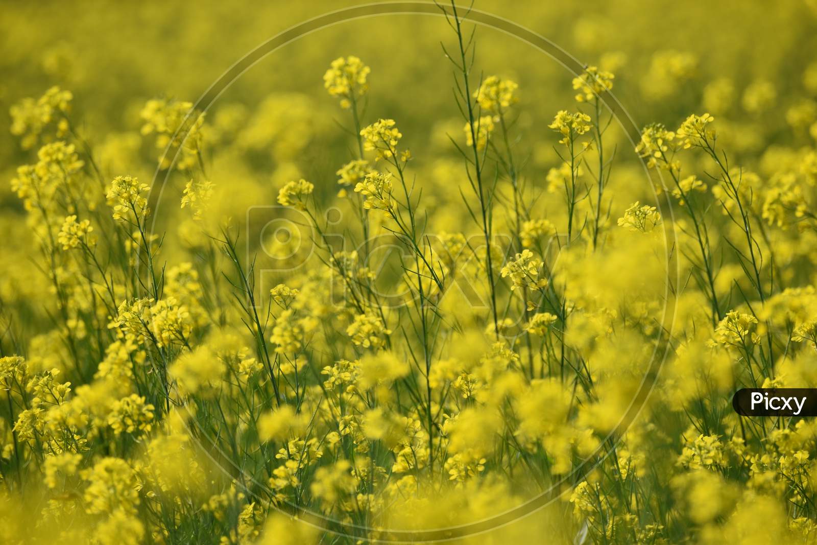 Closeup Image Of A Mustard Field With Selective Focus