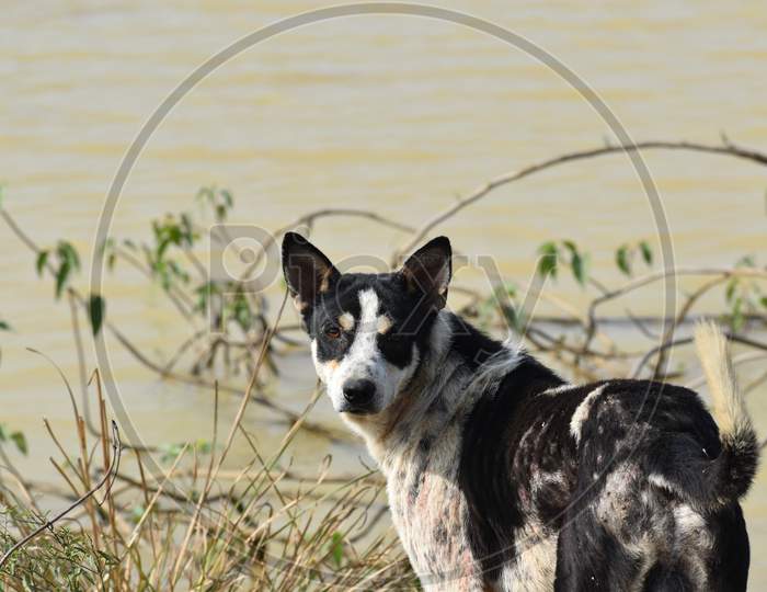 A Black And White Dog Looking Back Just Beside A Pond