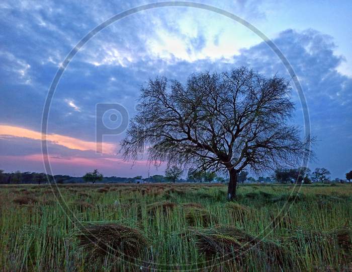 Tree in field and cloud