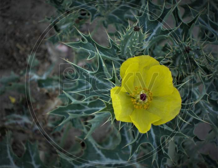 Awesome bright yellow lonely flower smiling within thorny cacti, India