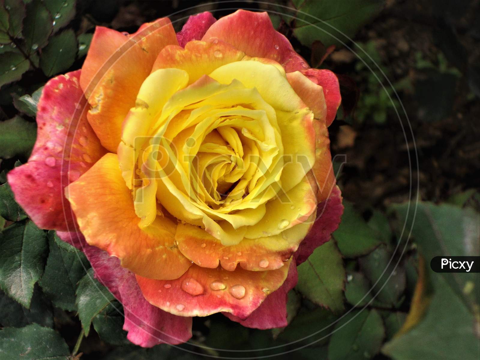 Lovely pinkish yellow rose flower with curly petals holding rain drops on green base, India