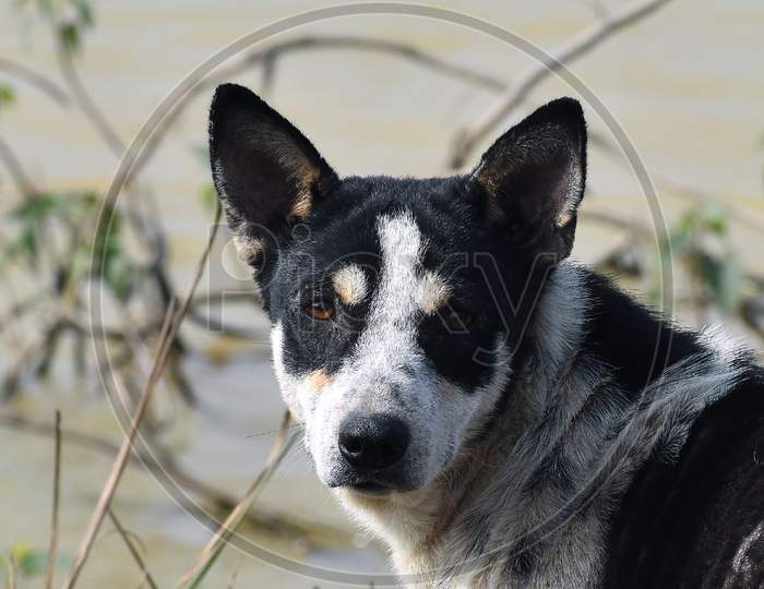 Closeup Image Of A Dog Face Just Beside A River