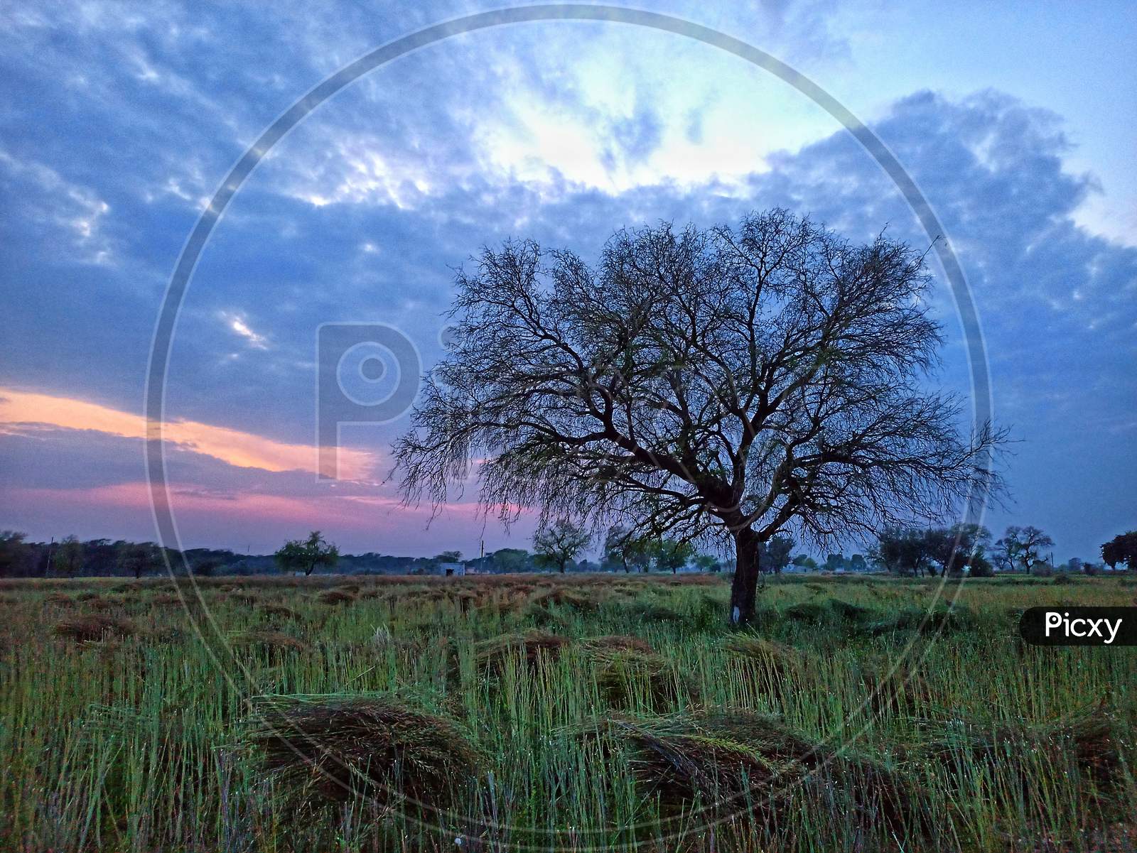 Tree in field and cloud