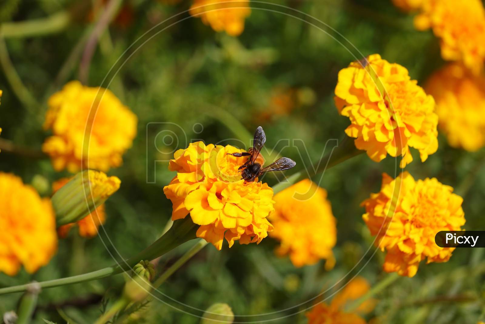 Apis Honey Bee Collecting Pollen On Yellow Marigold Flower In Garden