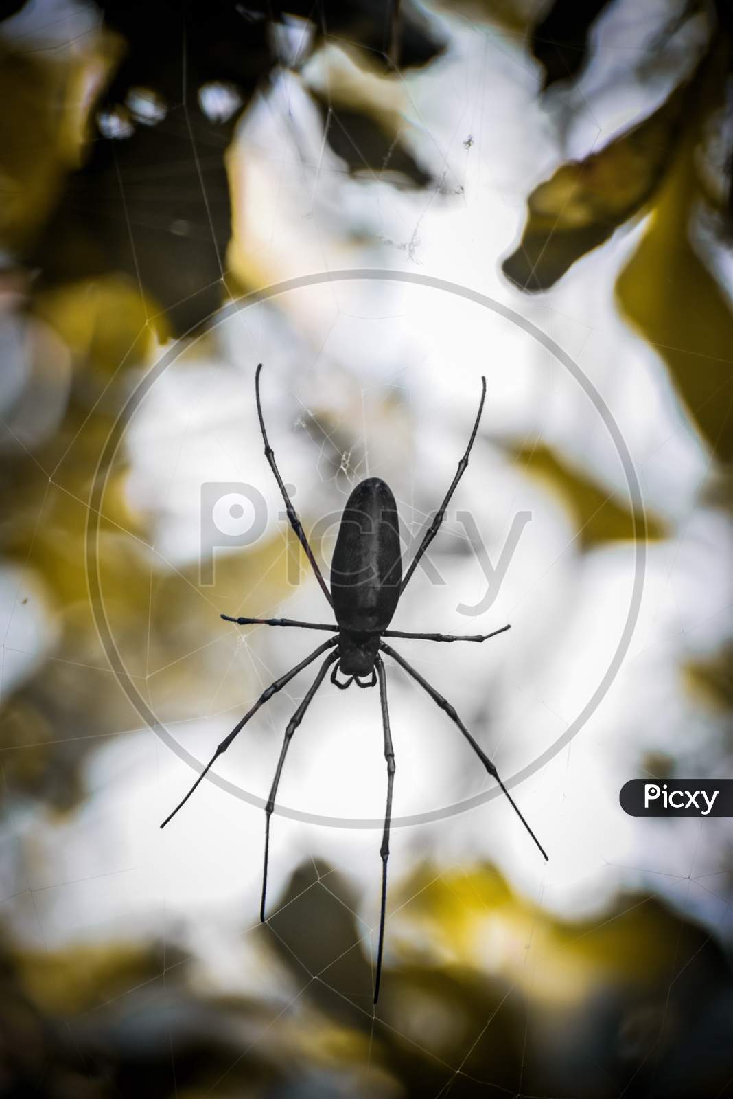 black spider on a web with a blur background
