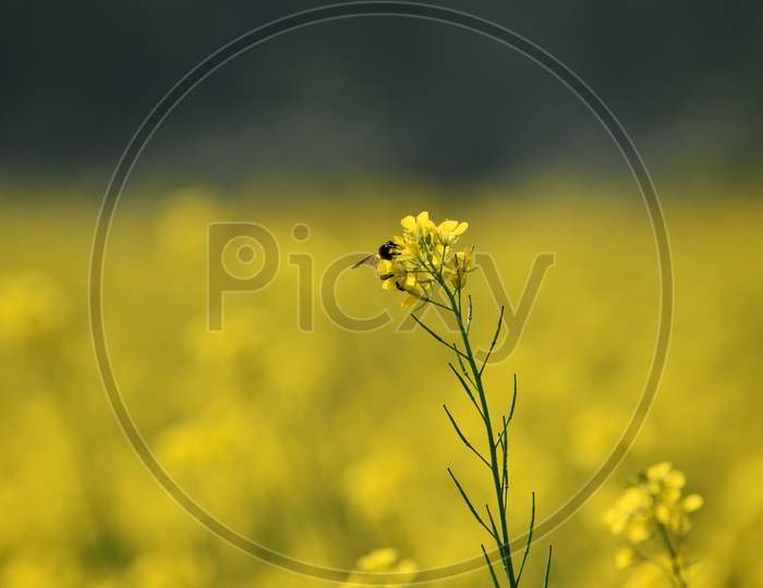 A Honey Bee Sitting On A Mustard Flower In A Mustard Field