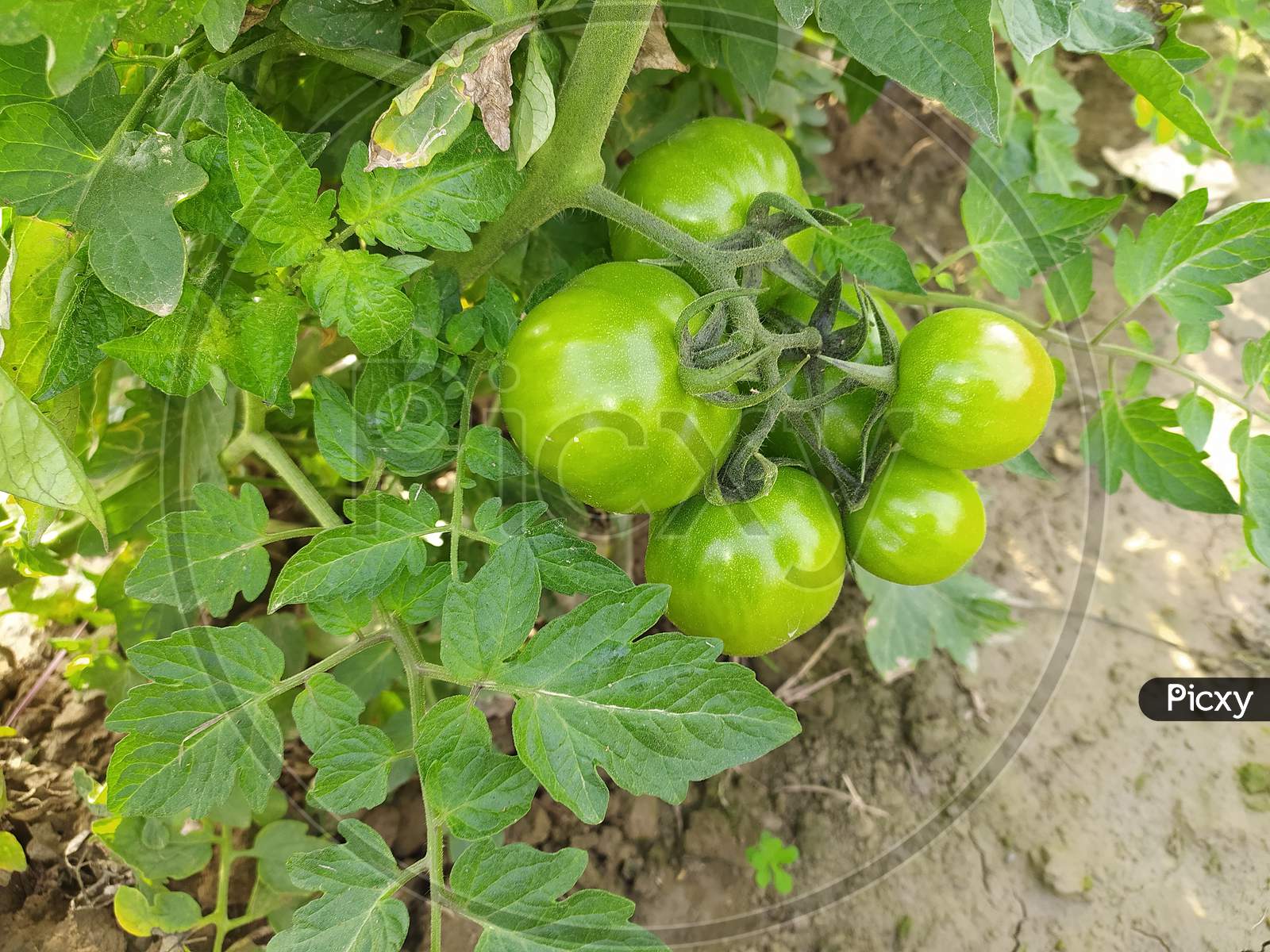Tomatoes Growing On Plants in an Agricultural Farms