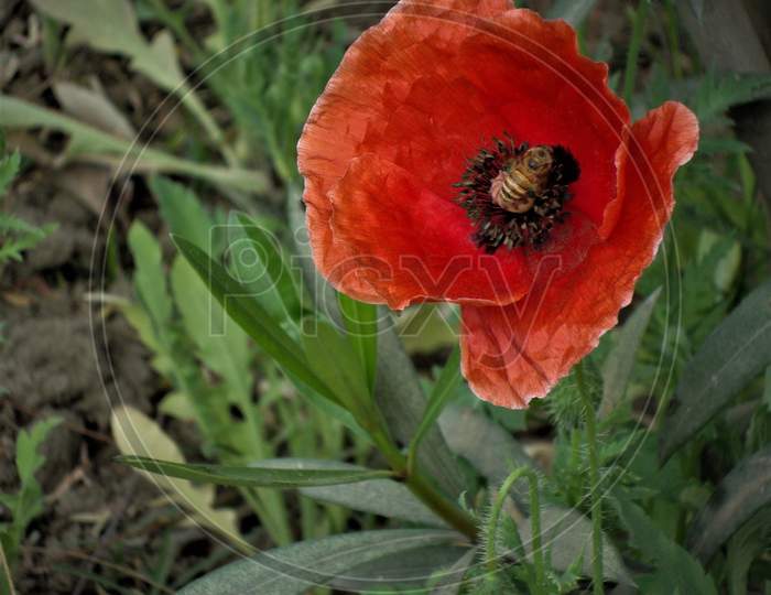 A bee enjoying on internal parts of bright red poppy lonely flower with lush green leafy base, India