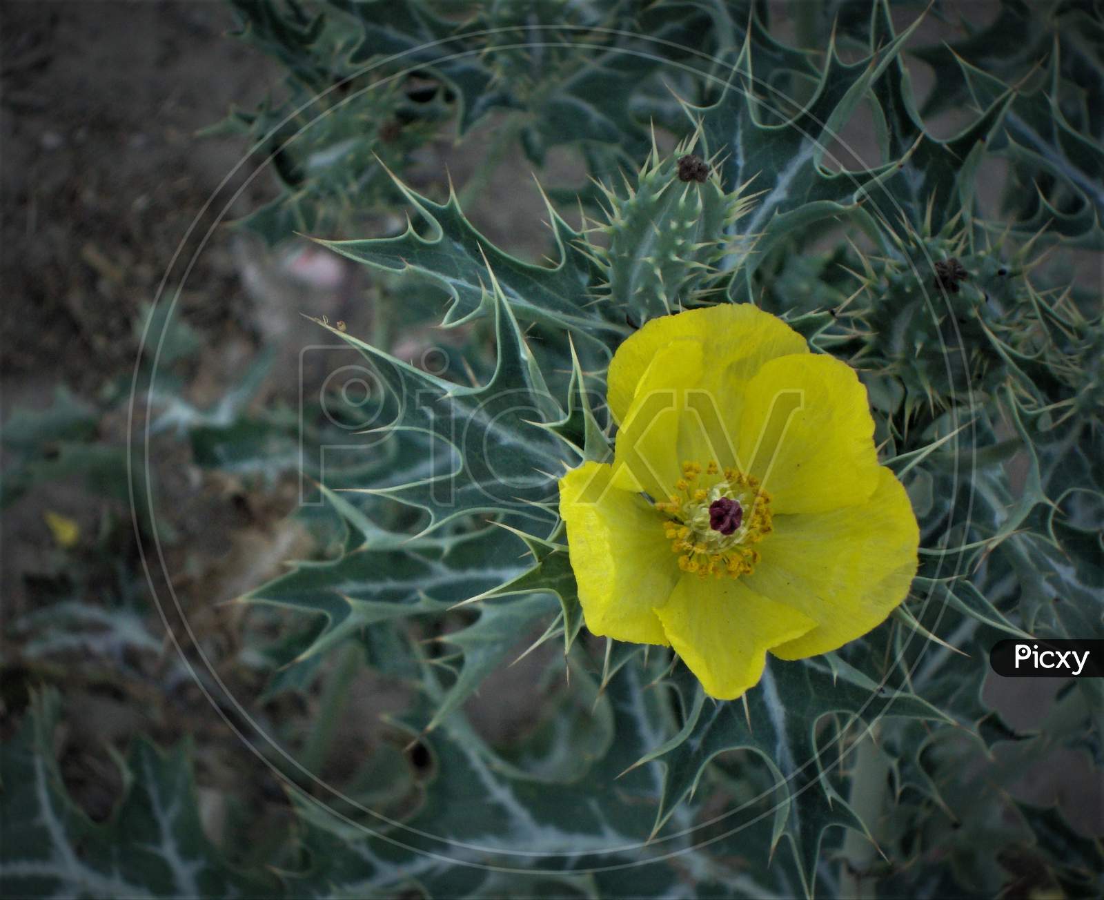 Awesome bright yellow lonely flower smiling within thorny cacti, India