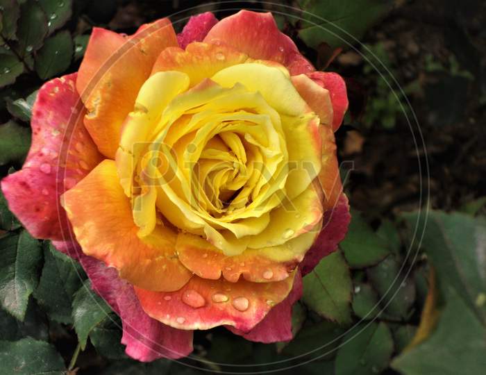 Lovely pinkish yellow rose flower with curly petals holding rain drops on green base, India