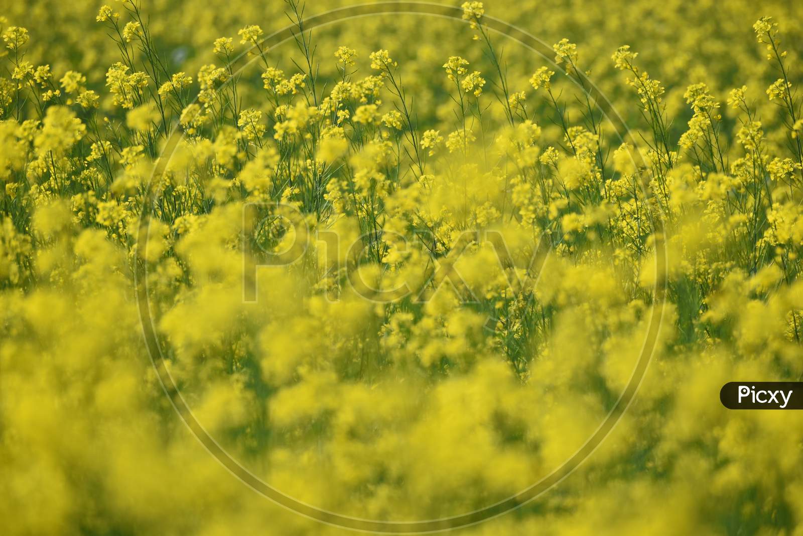 Yellow Green Mustard Field In A Windy Morning