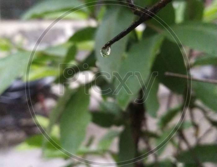 photo of a water droplet hanging with the branch of tree During the the rain