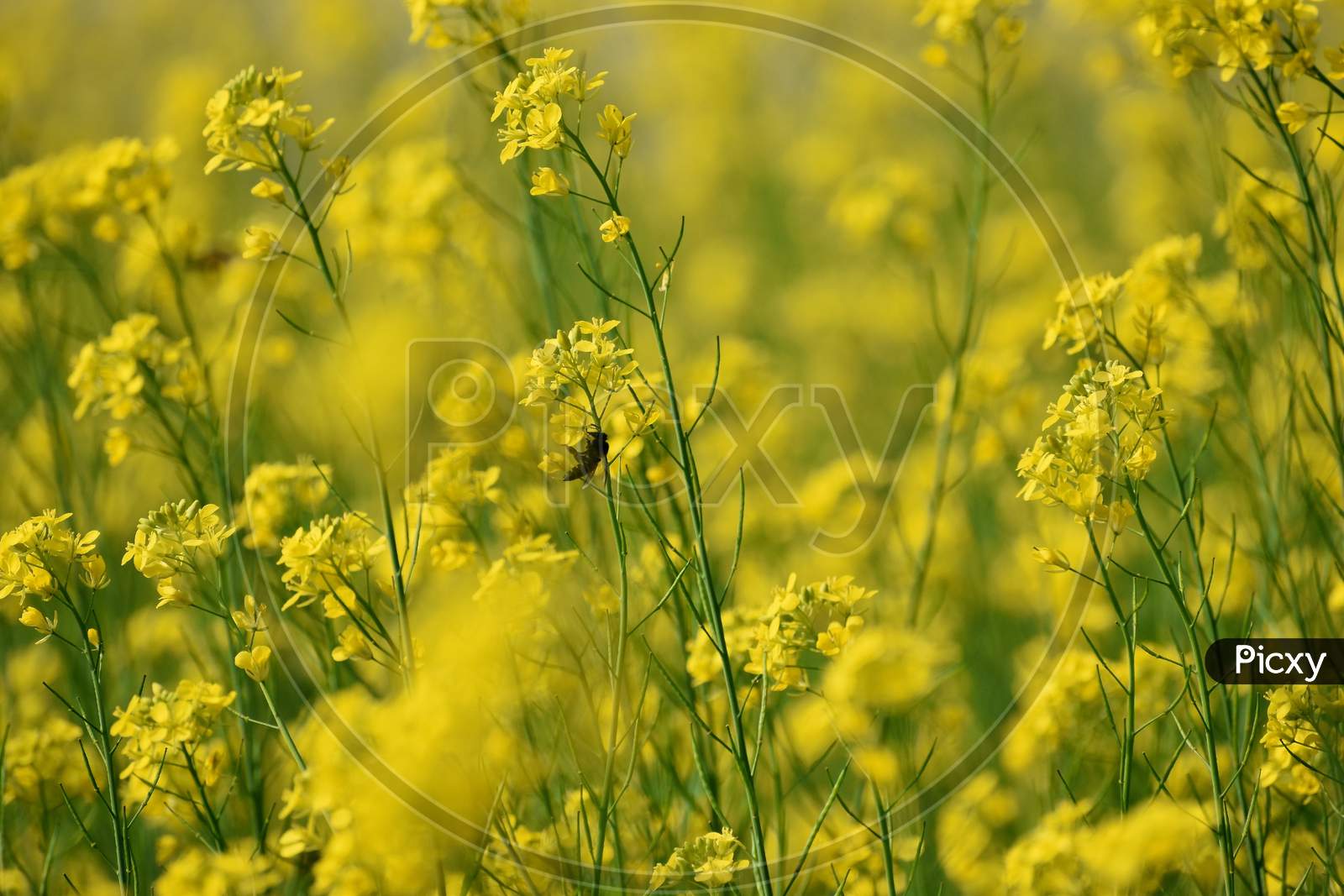 Selective Focus Of A Honey Bee Sitting On A Mustard Flower In A Field