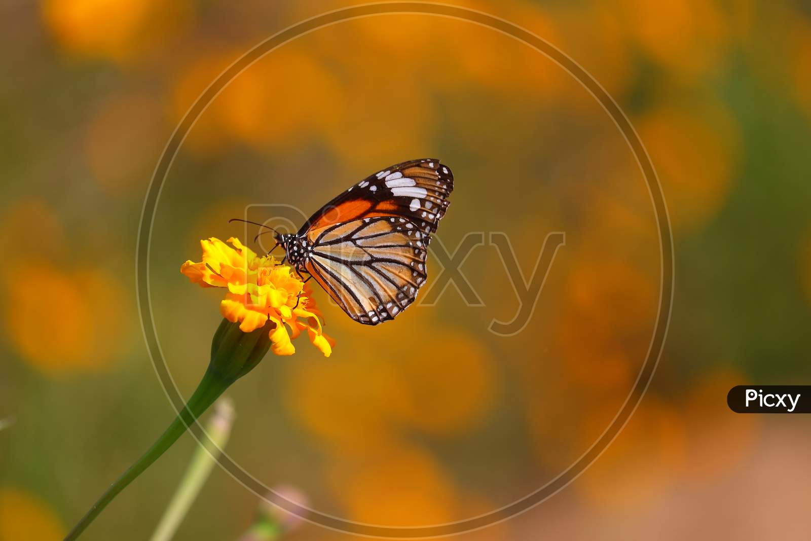 Monarch Butterfly Feeding Juice On Marigold Flowers In Formal Garden