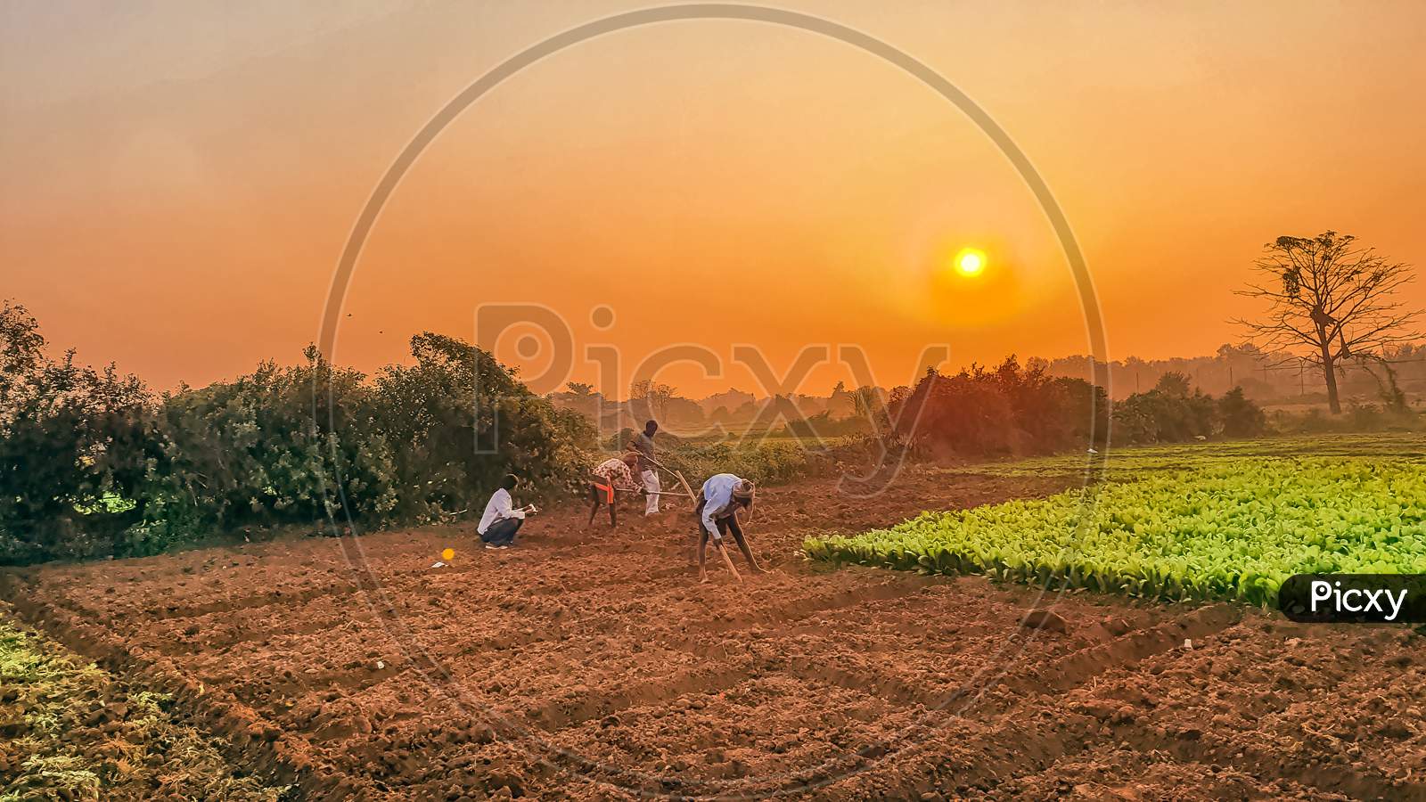 Farmers Doing Farming At Sunset Shot At Navi Mumbai,India