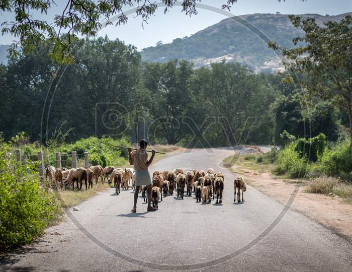 A shepherd in Horsley hills, India with his sheep and goat