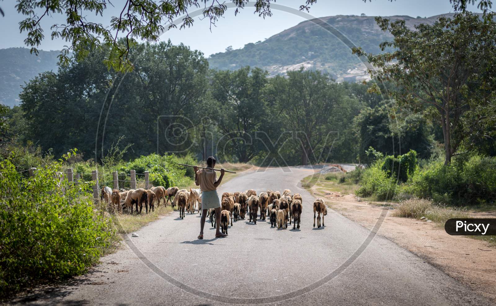 A shepherd in Horsley hills, India with his sheep and goat