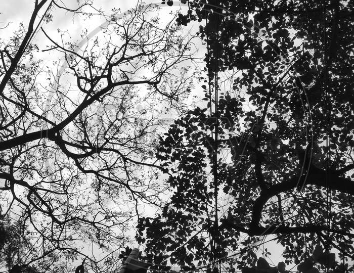 a black and white photo from the bottom of two trees one with leaves and one without