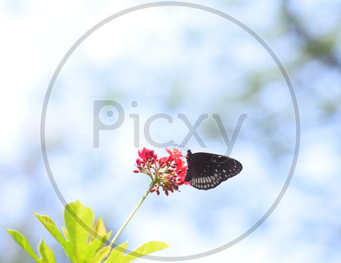 A Beautiful Black Butterfly