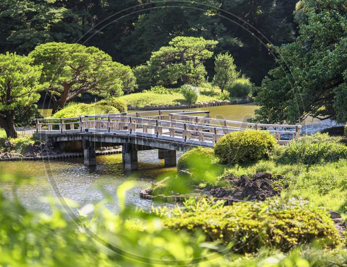 Upper Pond'S Zigzag Shaped Bridge And The Pine And Maple Forests Of The Traditional Japanese Garden Of Gyoen Park Under A Blazing Sun In Early Summer.