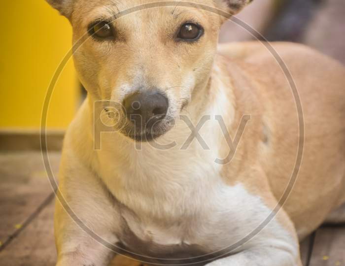 portrait of a street dog in india