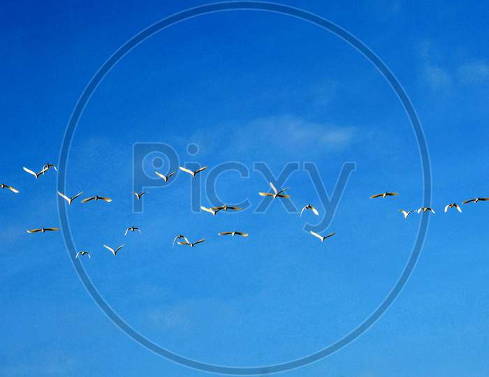 Birds Flying As Flock Over Blue Sky Background