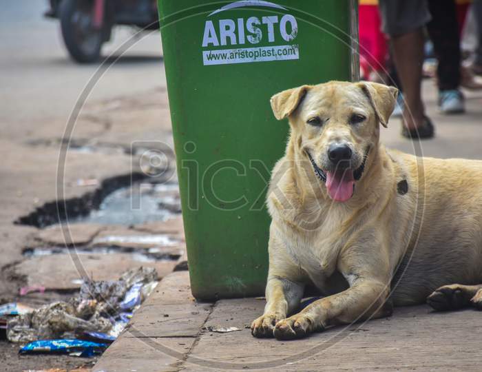 A stray dog sitting near a dustbin 