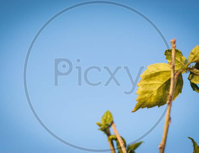 yellow leaf and blue sky