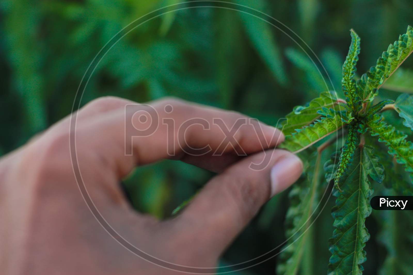 hand holding green leaf