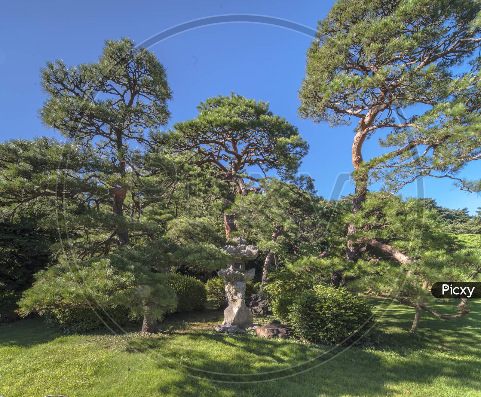 Green Lawn And Rounded Stone Lantern Under Pines Trees And Blue Sky In Shinjuku Gyoen Garden In Tokyo, Japan.