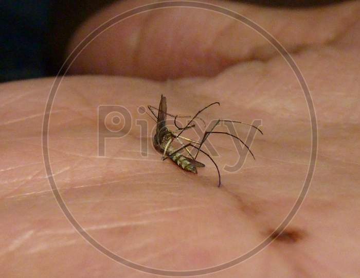 Mosquito in close shot