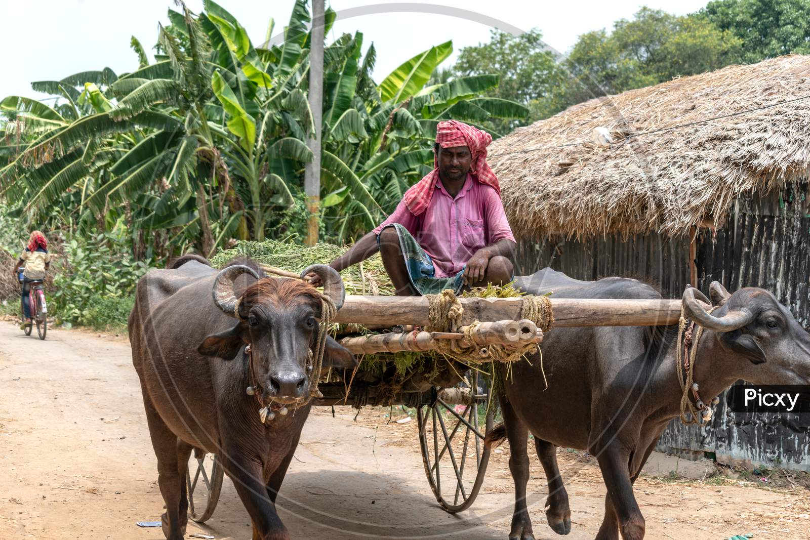 A village farmer is carrying the crops in a Buffalo-Cart