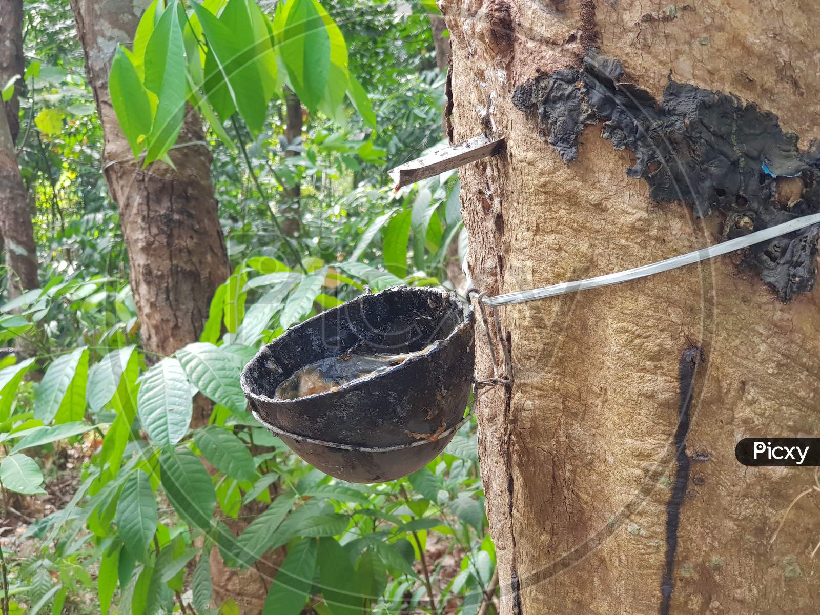 Closeup of rubber tree sap collection container installed on a rubber tree inside a plantation