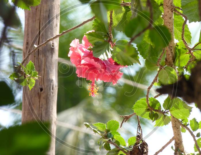 Thick Hibiscus Flower