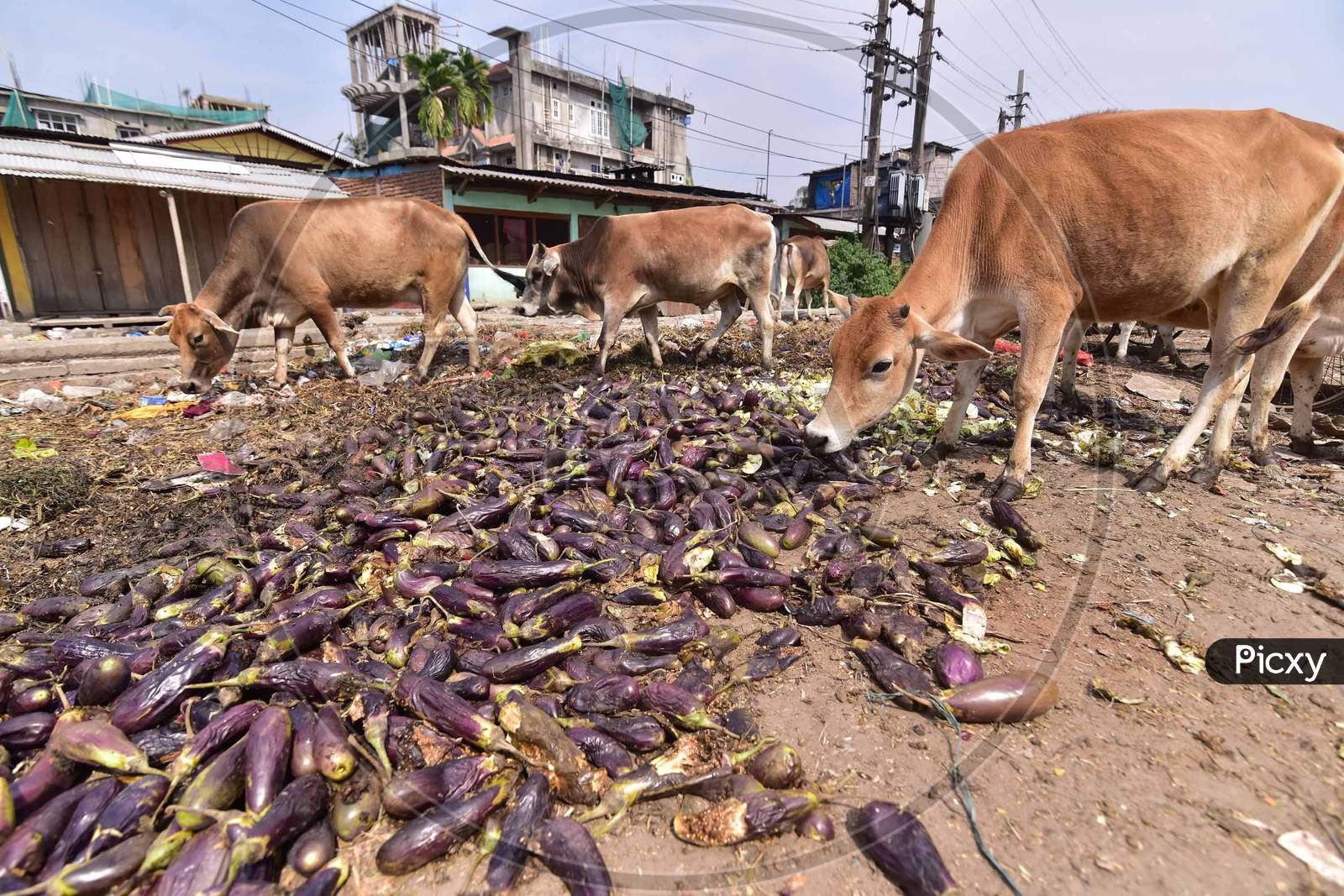Nagaon,India-April 08,2020:Cattle Feed On  Damaged Vegetables At A Wholesale Vegetable Market During A Nationwide Lockdown Imposed In The Wake Of Coronavirus Pandemic, In Nagaon District Of Assam ,India