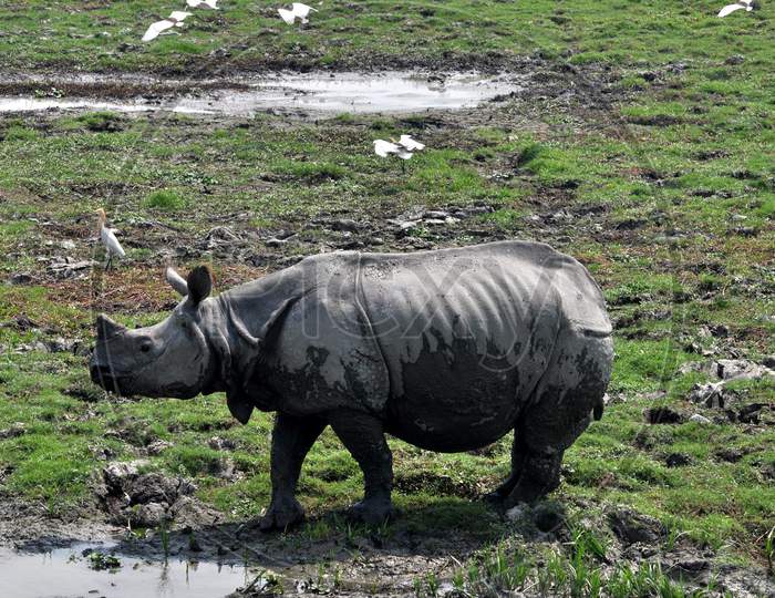 Morigaon,India -April 08,2020: One-Horned Rhinoceros At Pobitora Wildlife Sanctuary, During The Nationwide Lockdown To Curb The Spread Of Coronavirus, In Morigaon District Of Assam,India