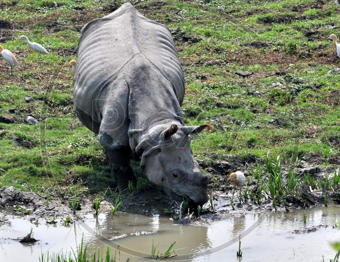 Morigaon,India -April 08,2020: One-Horned Rhinoceros At Pobitora Wildlife Sanctuary, During The Nationwide Lockdown To Curb The Spread Of Coronavirus, In Morigaon District Of Assam,India