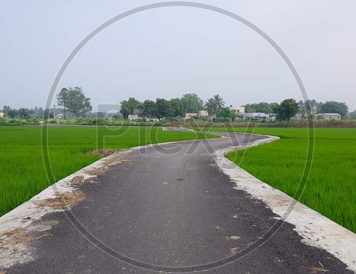 View of a beautiful road through a lush green paddy field on a bright day