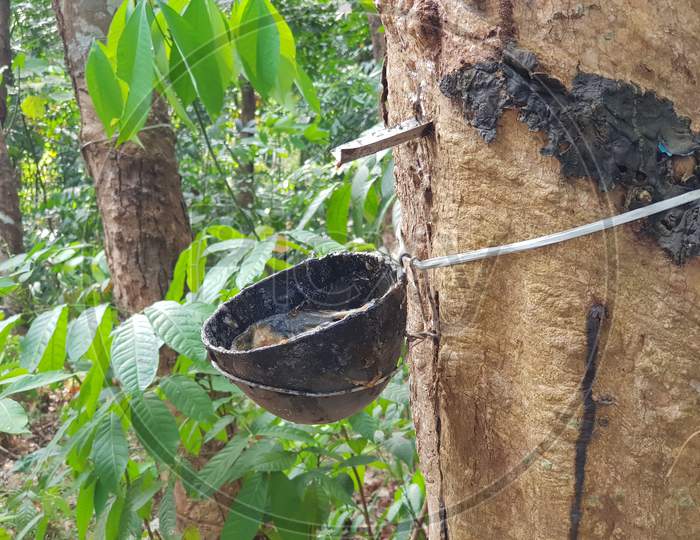 Closeup of rubber tree sap collection container installed on a rubber tree inside a plantation