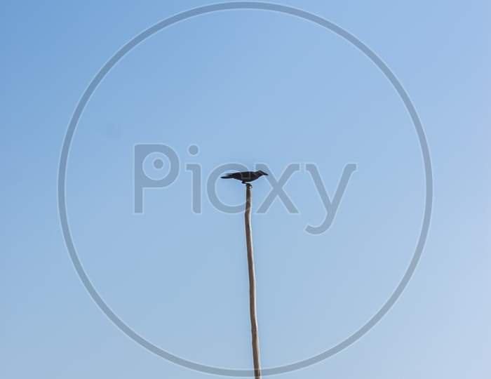Solo Crow Siting In Tallest Wooden Tower On Blue Sky Isolated