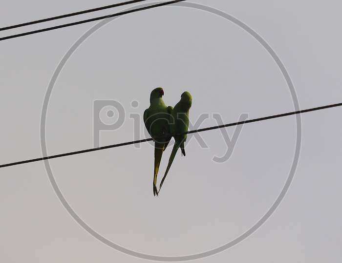 silhouette of rose ringed parakeet couple, bird watching