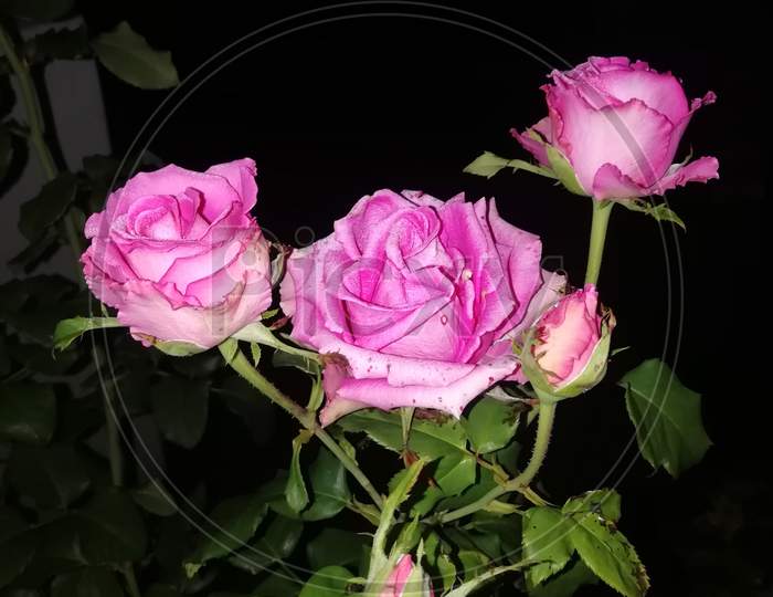 Bunch of Roses in a close view