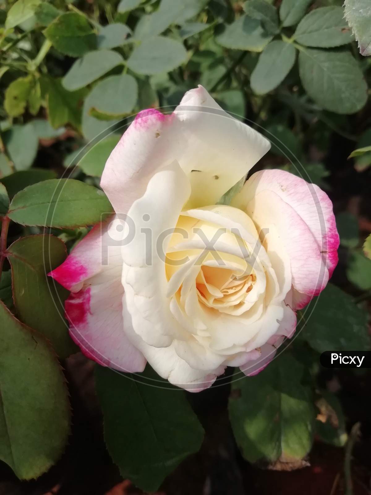 White rose with pink border close up view