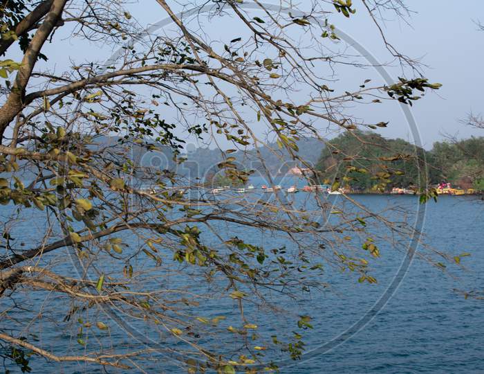 A Tree In A Foreground Situated In Maithon Dam