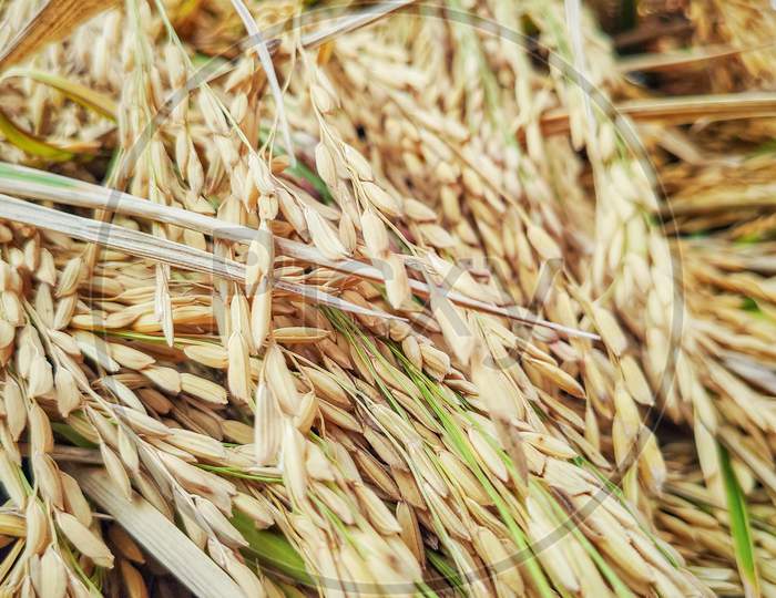 image of harvested paddy grain background