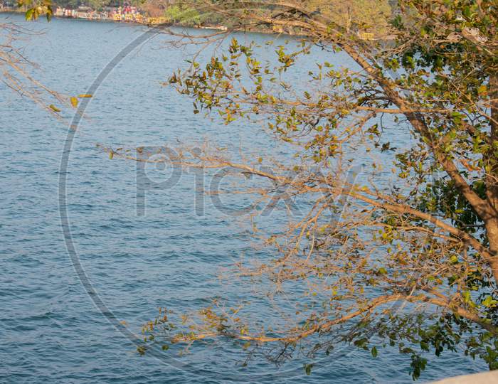 Small Waves Forming In A Lake With A Tree In The Foreground