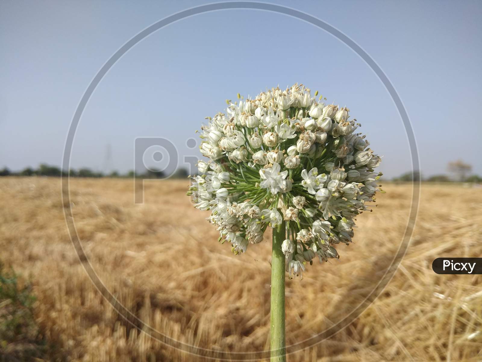 Onion head, onion flower in summer